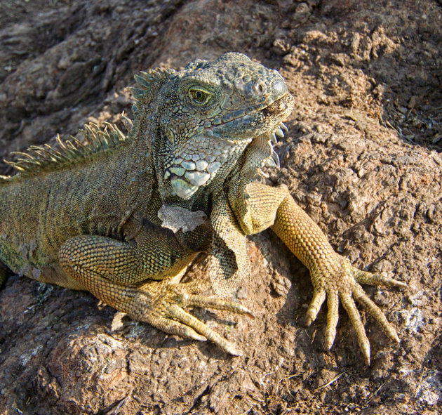 Iguana