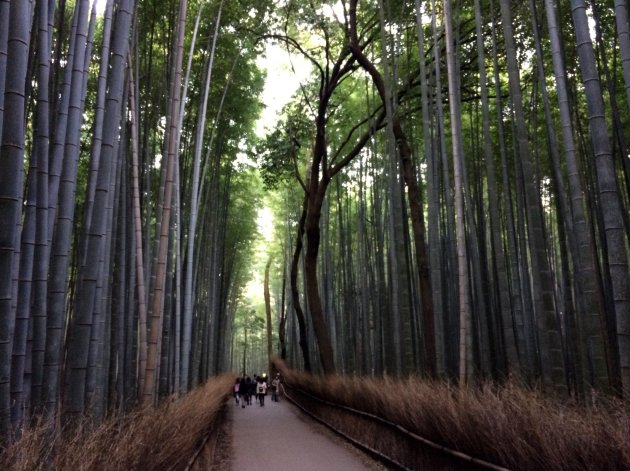 Bamboo forest