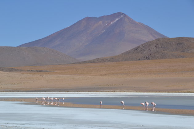 Flamingo's op de schaats