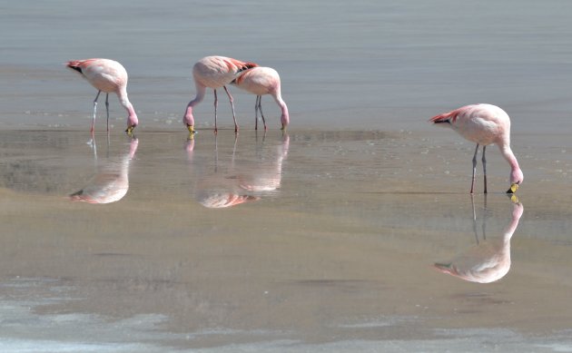 Roze helden op het ijs