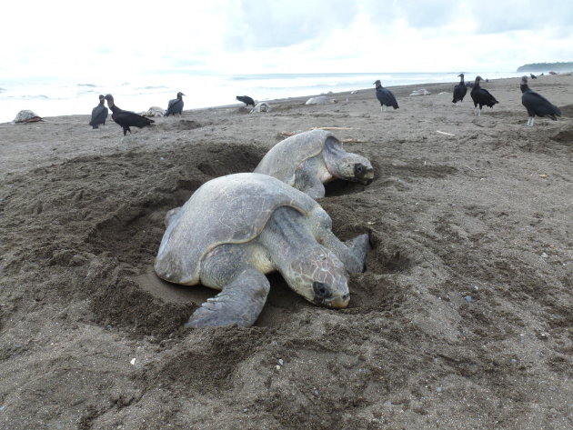 samen naar het strand