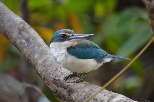 Saving Mangrove Wildlife