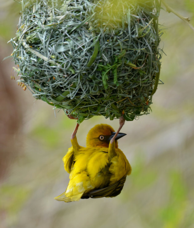 Vogels spotten in Oudtshoorn