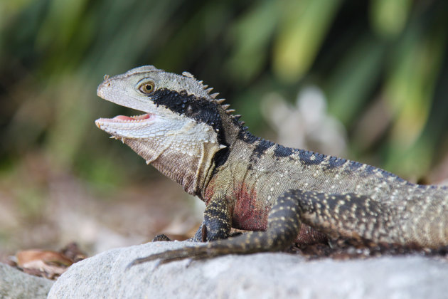 Water dragon op Shelly Beach