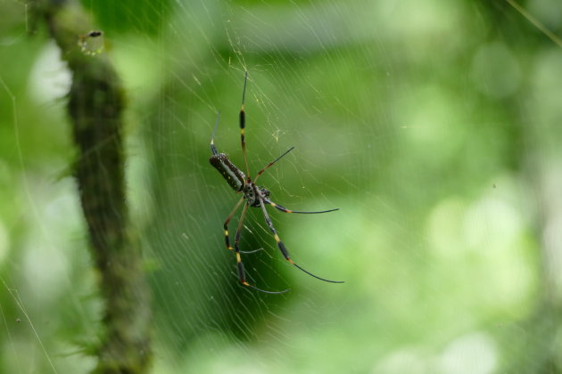 Spinnetjes in Nicaragua