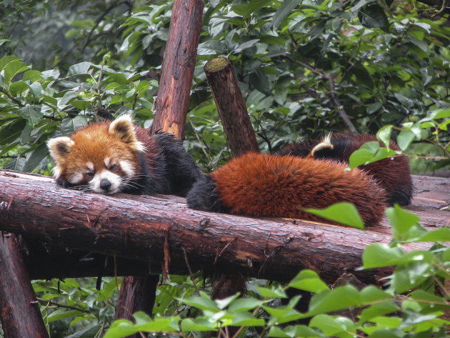 Kleine panda