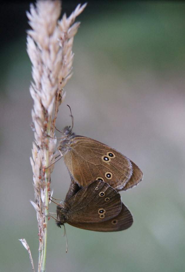 Koevink liefde