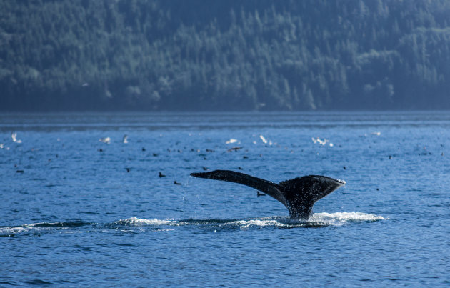 Walvissen vanuit Tofino