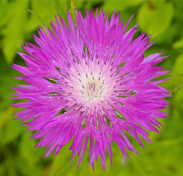 Een bloem in de borgtuin bij landgoed Verhildersum 