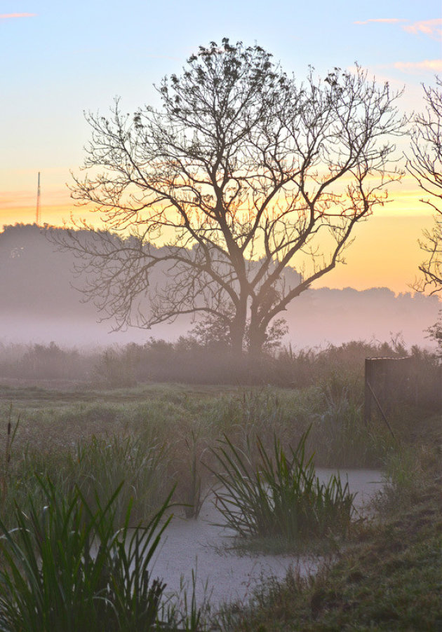 Mistig landschap in Friesland