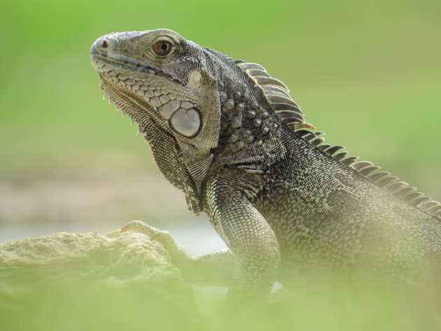 Leguaan op Aruba