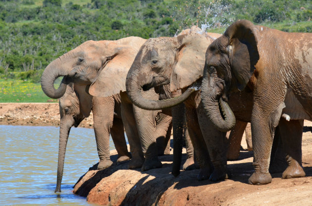 Waterballet in Addo NP