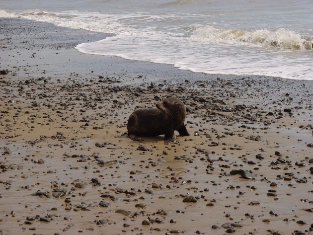 Oink, oink ik ben geen steen!