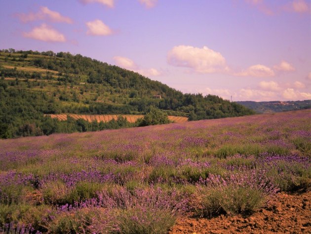 Verborgen lavendelvelden in Zuid-Piemonte