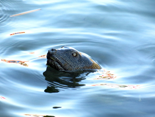 Vreemde schildpad