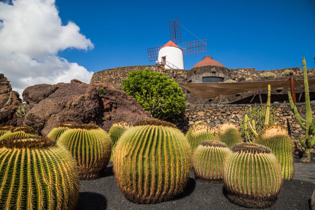 Jardín de Cactus