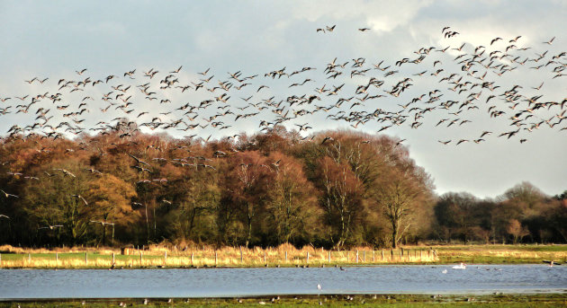 Grauwe gans