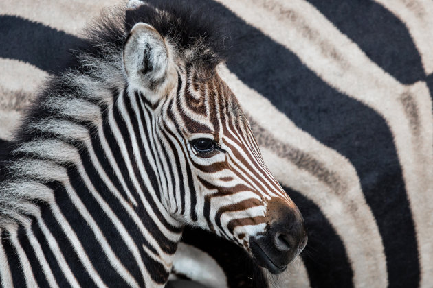 zebrastrepen