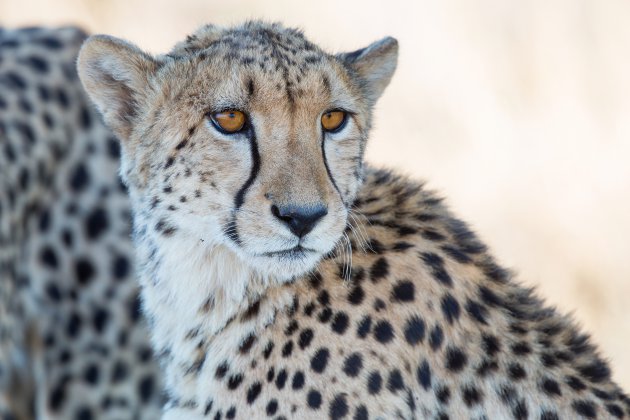 schaduw cheetah
