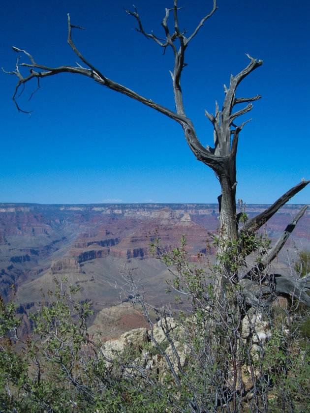 Aan de rand van de Grand Canyon