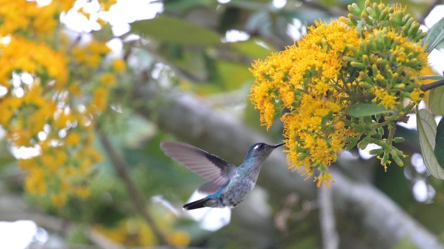 Het vogelrijk Costa Rica 3