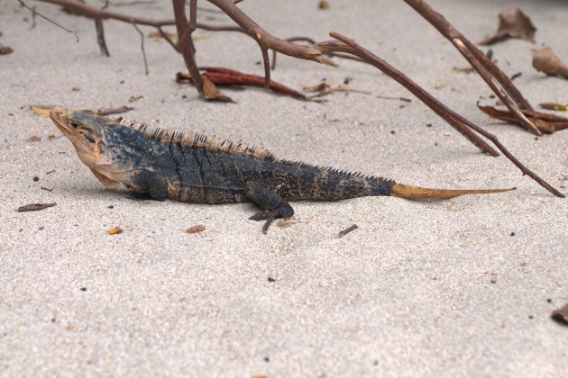 Leguaan op het strand 