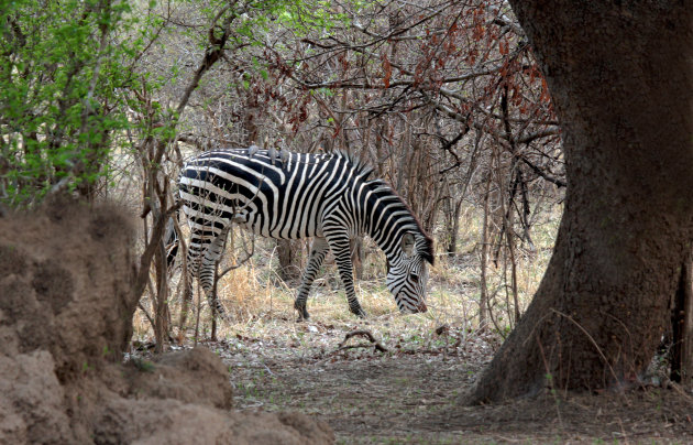 Zebra in de zon