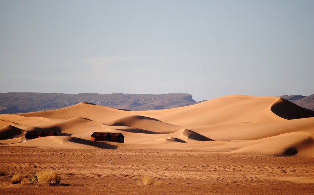 Desert Mahmid