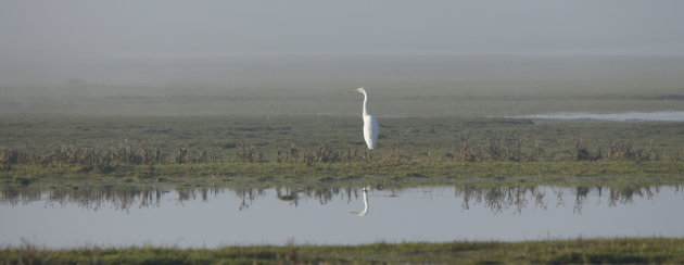 In de mist