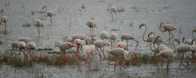 Lake Nakuru in de regen