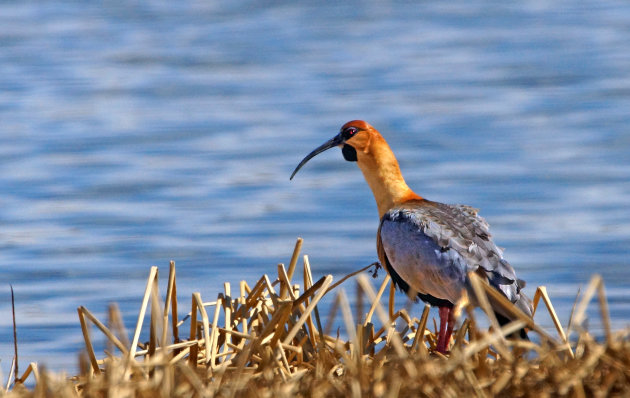 Getoeter bij het Laguna de Nimez