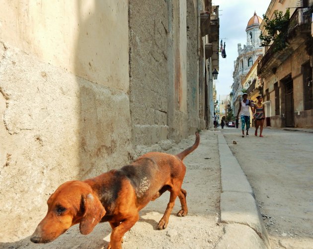 Snuffelen door de straten van Havana