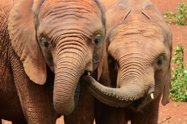 David Sheldrick's olifanten weeshuis