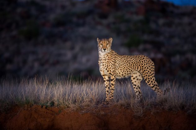 avondsafari - cheetah