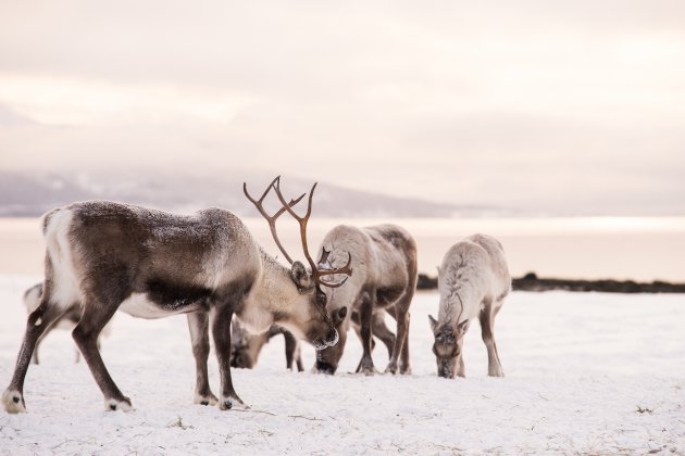 Rendieren rond de fjorden bij Tromsø