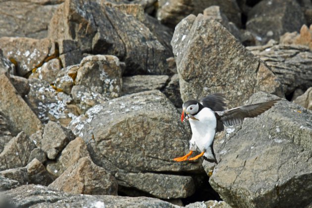 Puffin komt thuis