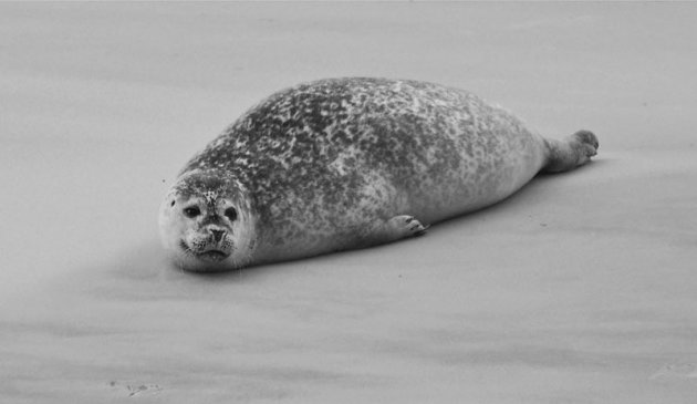 Een zeehond bij het robbeneiland