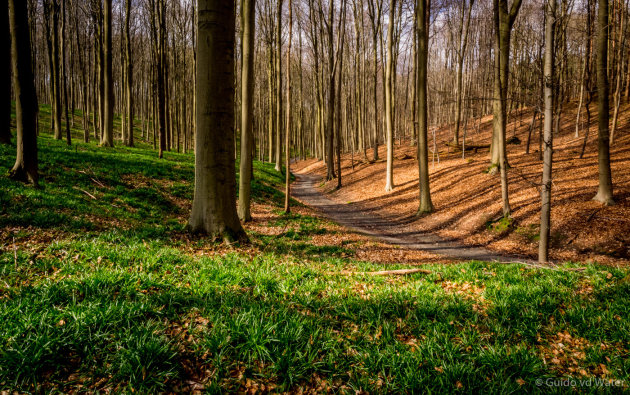 Hallerbos