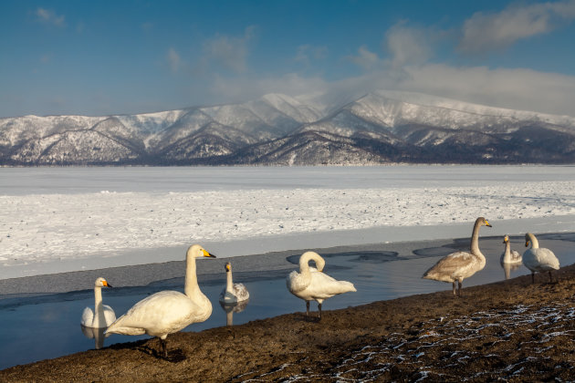 Whooper swans in Lake Kussharo