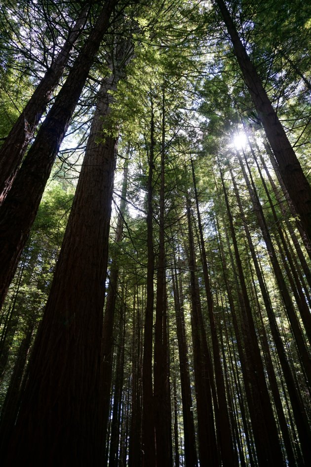 Torenhoge Redwoods bij Rotorua