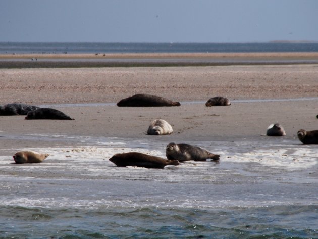 Luieren op de zandplaat