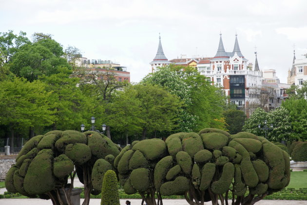 Bijzondere bomen