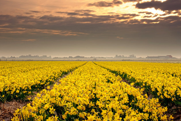 Bollenveld op Texel