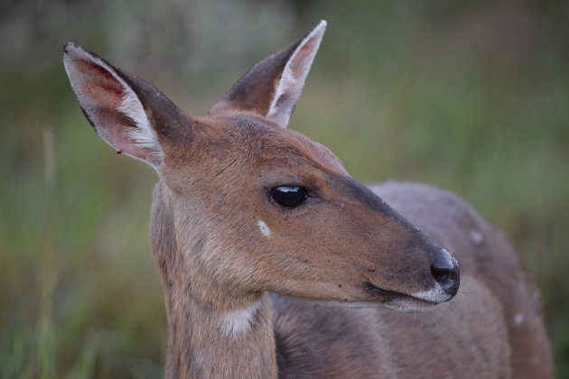 Bushbuck naast de tent