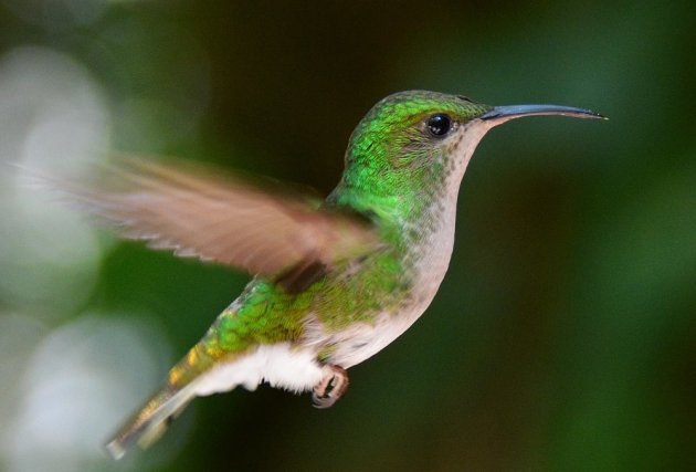 Terug naar het paradijs in Corcovado National Park