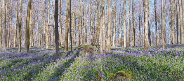 Hallerbos kleurt weer langzaam blauw