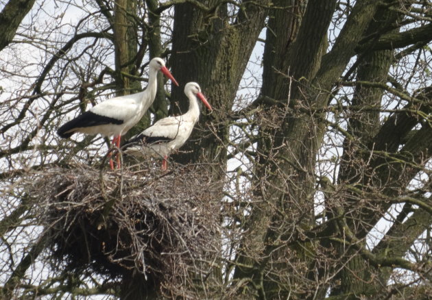 Samen op het nest