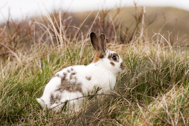 Kleine wildernis