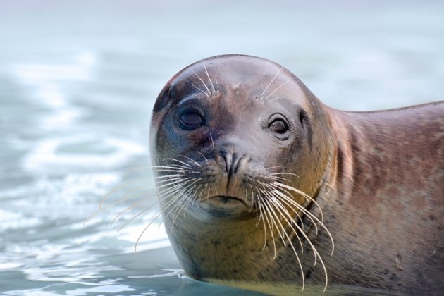 Zeehond uit de waddenzee