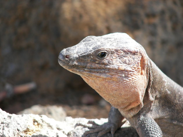 Leaping lizzard!